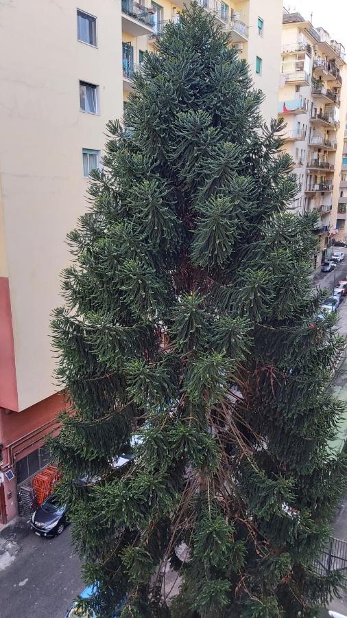 La Casa Del Cedro Daire Napoli Dış mekan fotoğraf